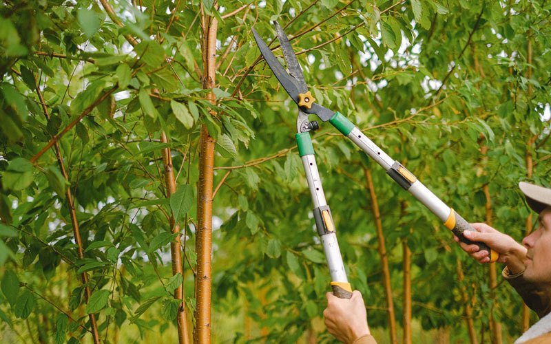 Tree trimming in Elizabeth, WV