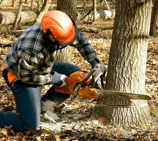Tree Removal in Elizabeth, WV